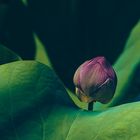 Lotus green leaves