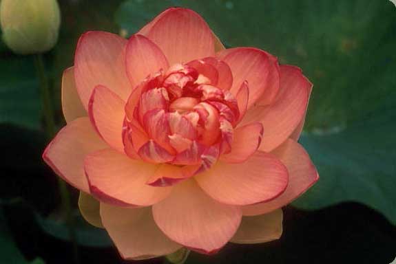 Lotus Harmonie in Rotem Rosa