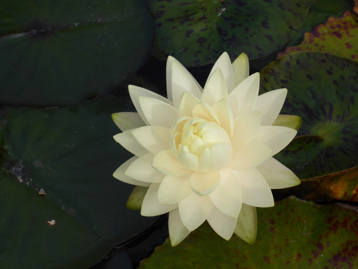 Lotus hypnotique