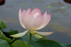 Lotus I