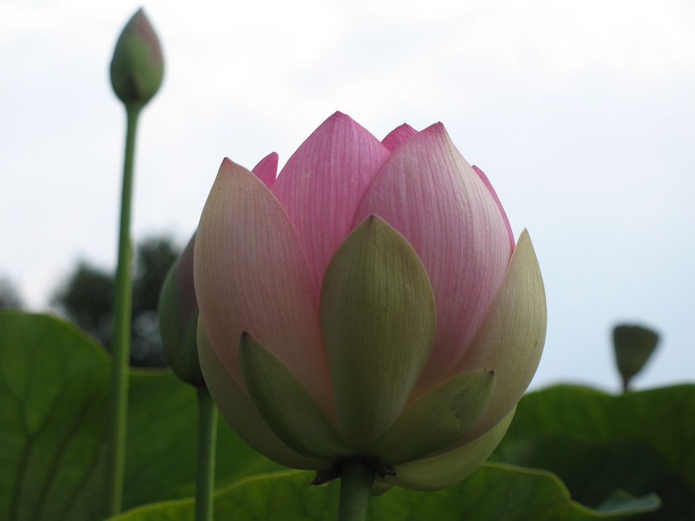 Lotus im Arboretum