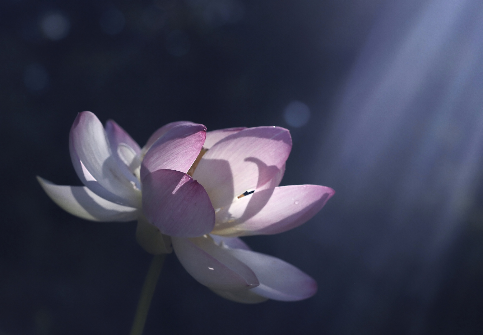 Lotus im Licht