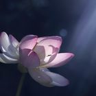 Lotus im Licht