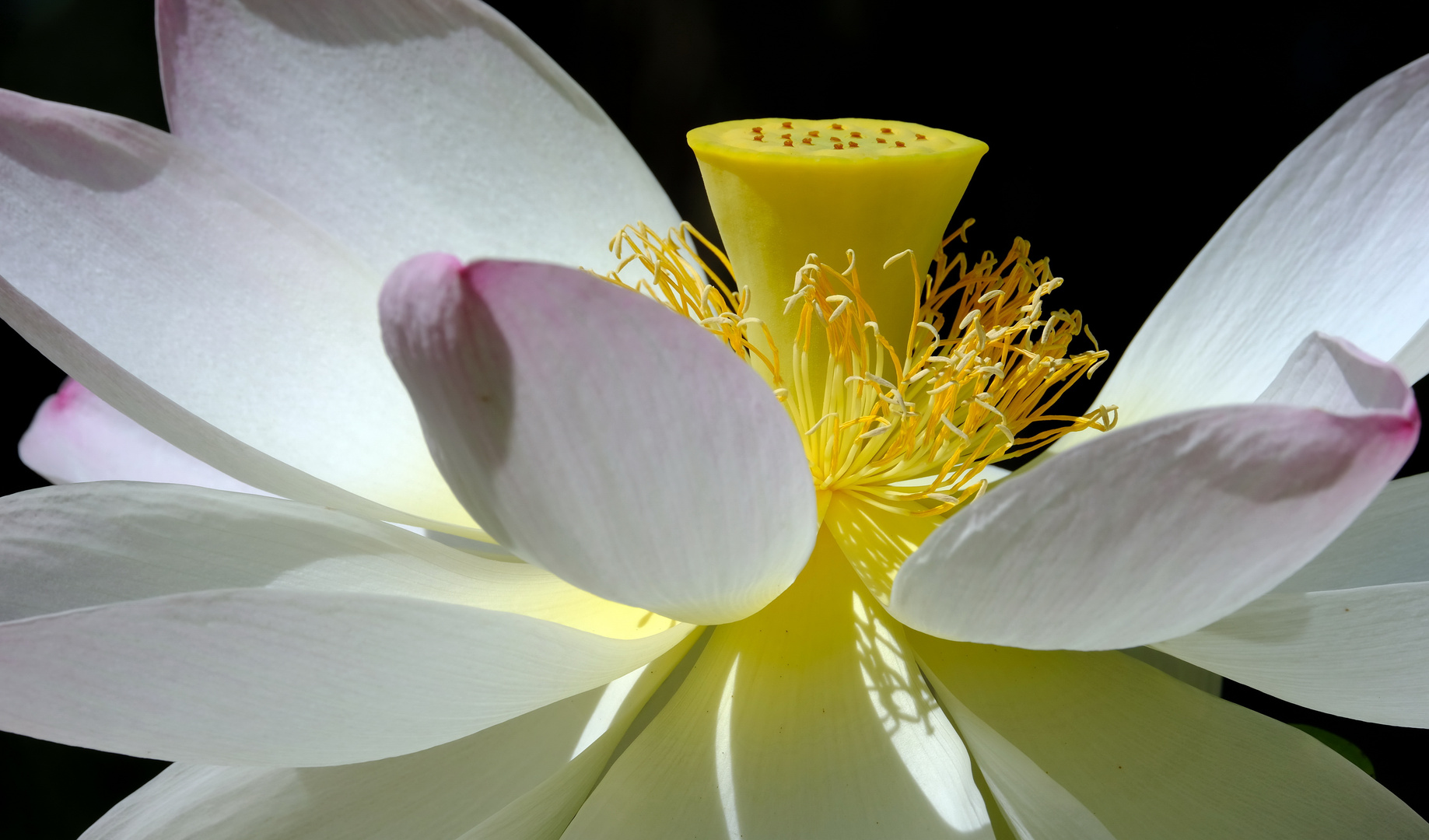 Lotus im Palmengarten