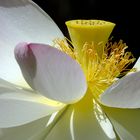Lotus im Palmengarten
