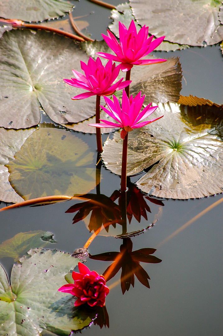 Lotus im Spiegel