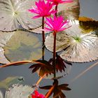 Lotus im Spiegel