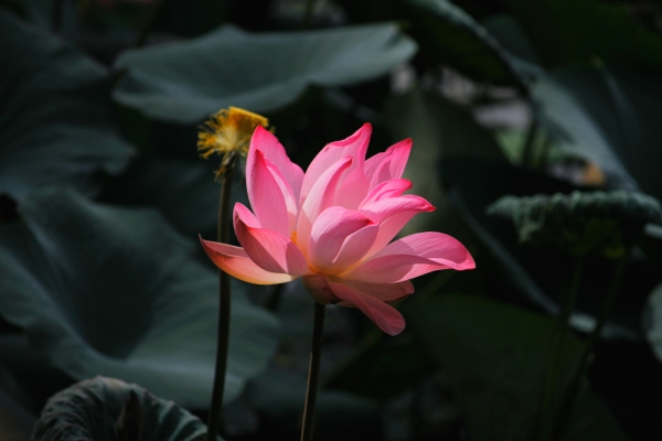 Lotus in a pond