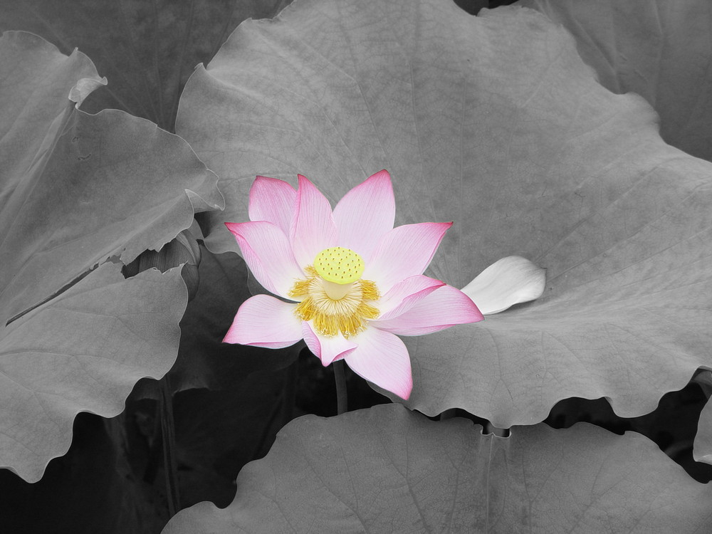 Lotus in Beijing 2006