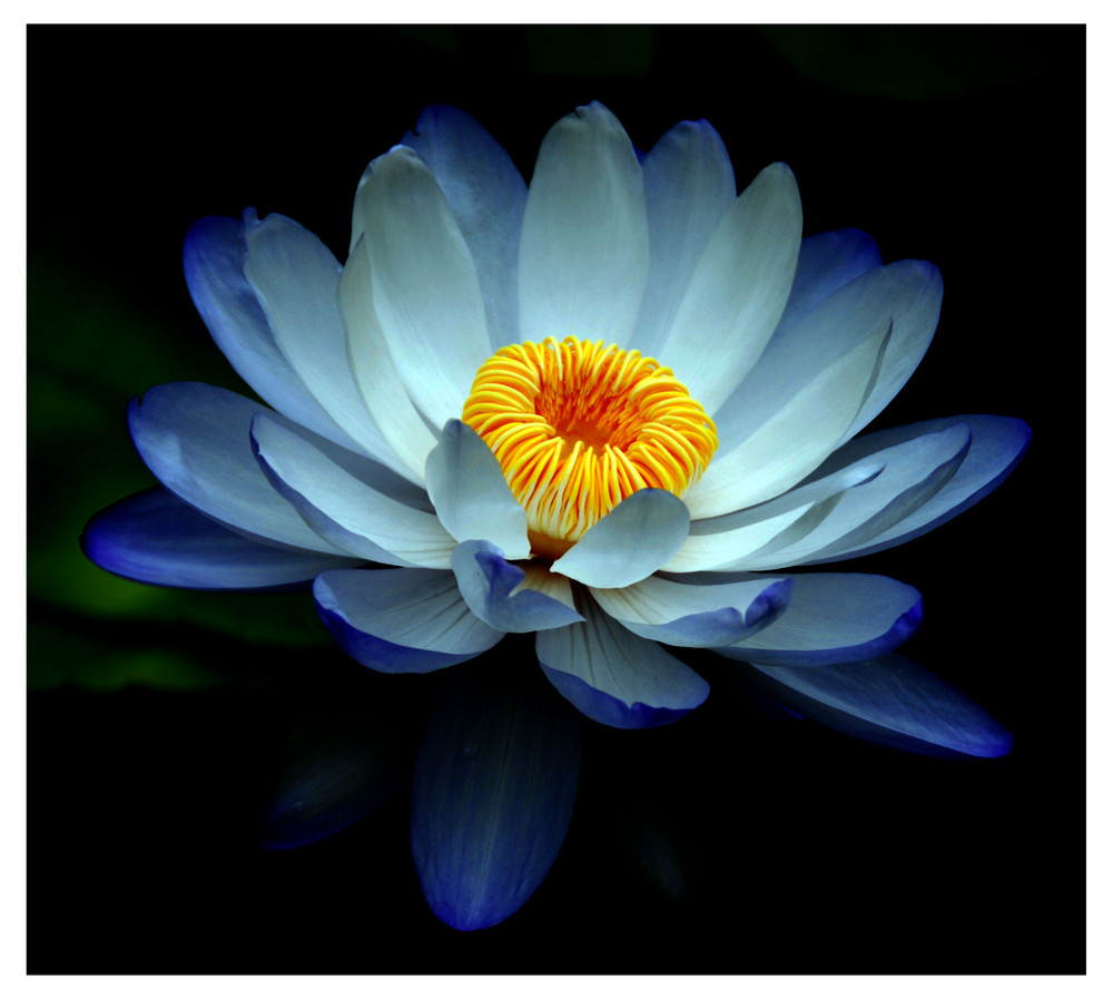 Lotus in Blau 2