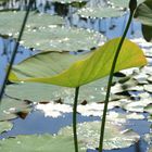 Lotus in Brandenburg