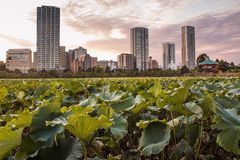 Lotus in der Megacity