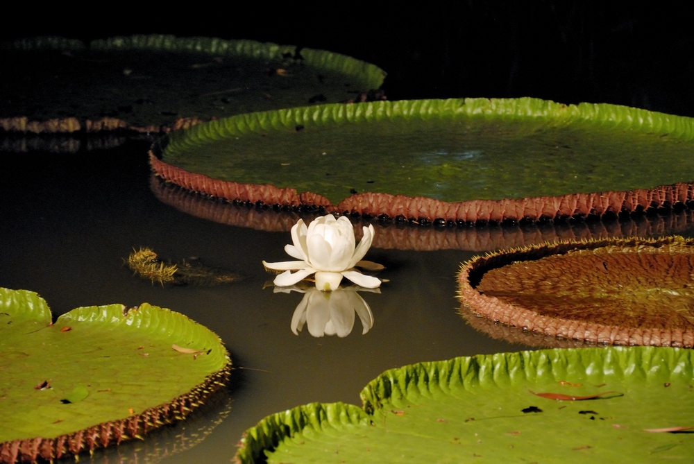 Lotus in der Nacht