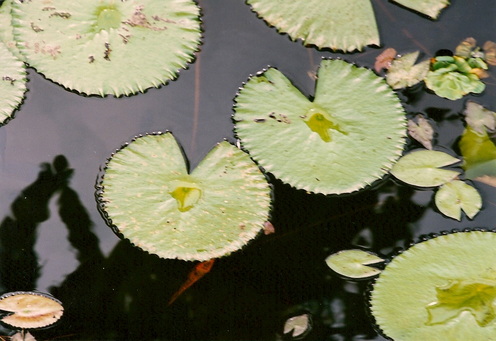 Lotus in Engel - Teich