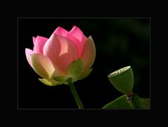Lotus ... in Farbe ...