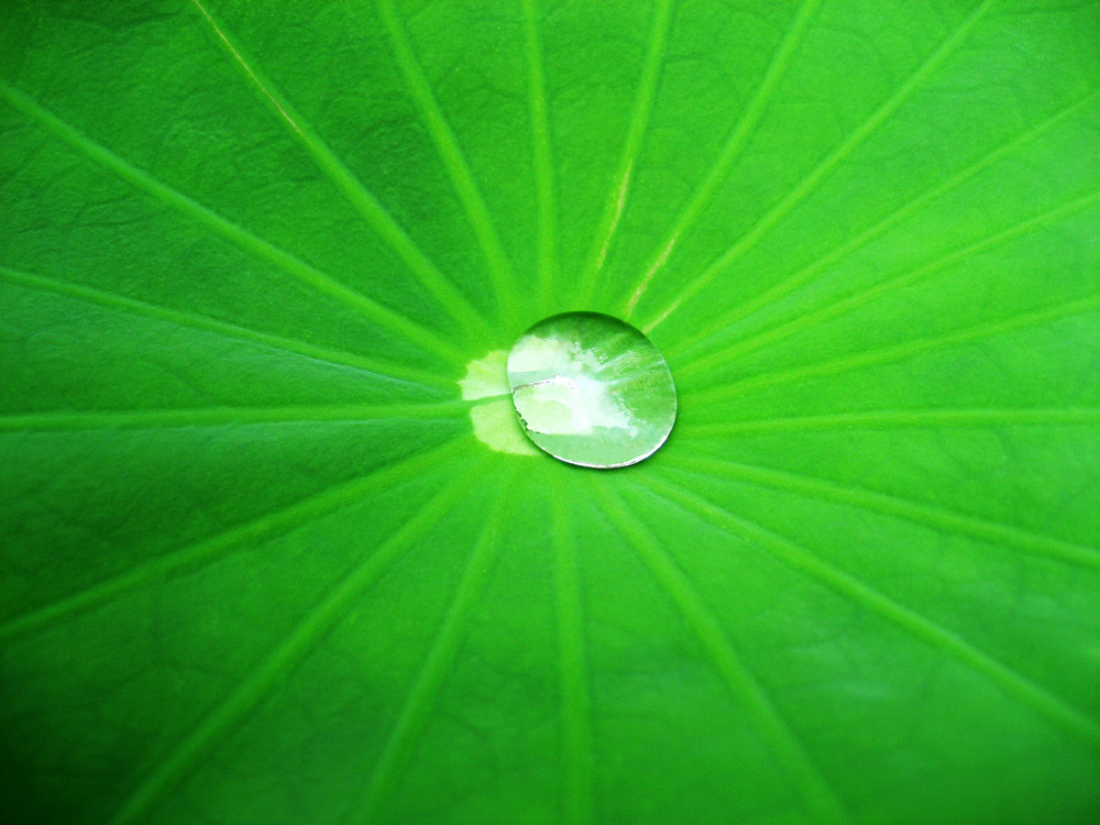 Lotus in Japan