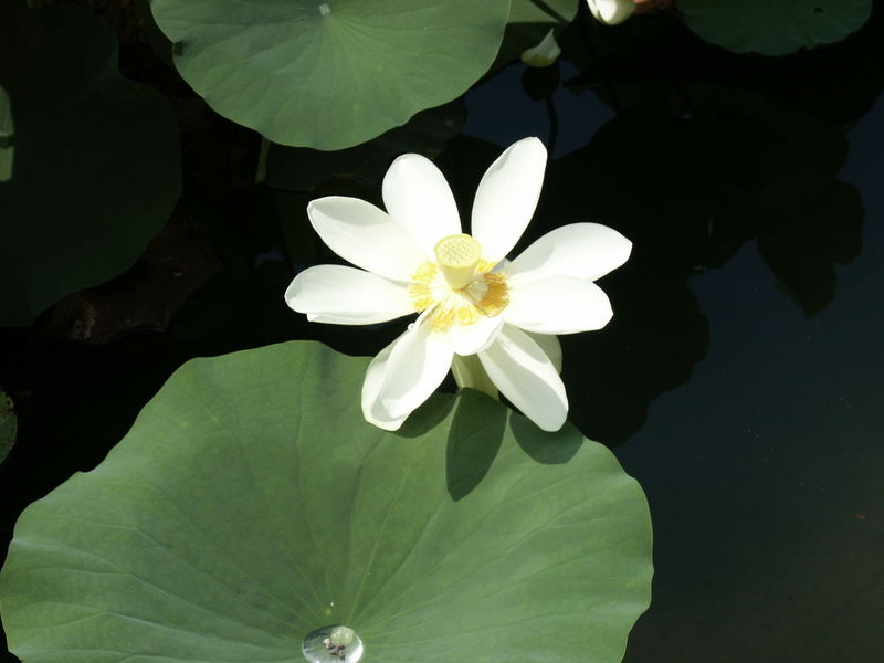 Lotus in Meran