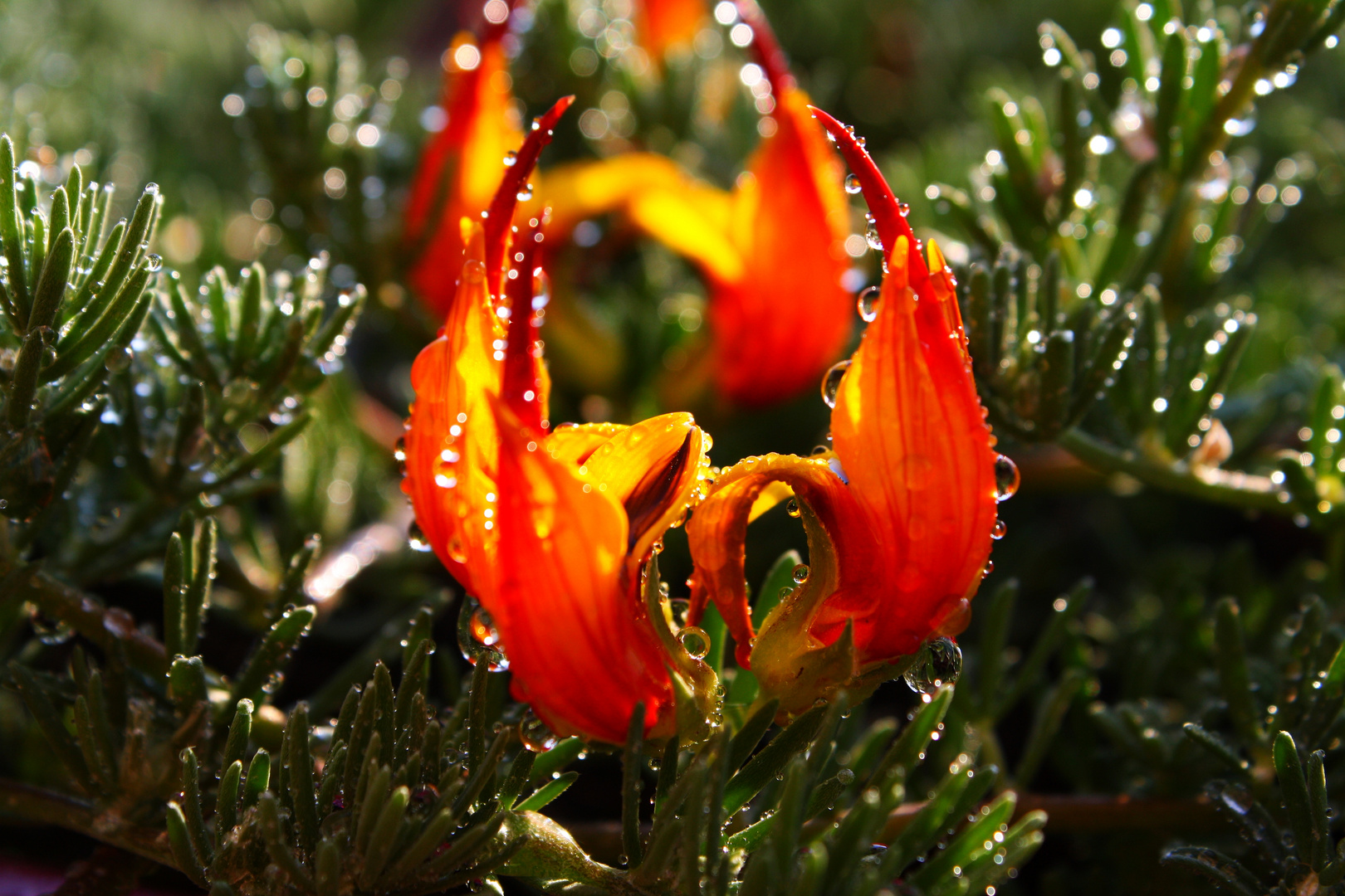 Lotus in Orange/Gelb