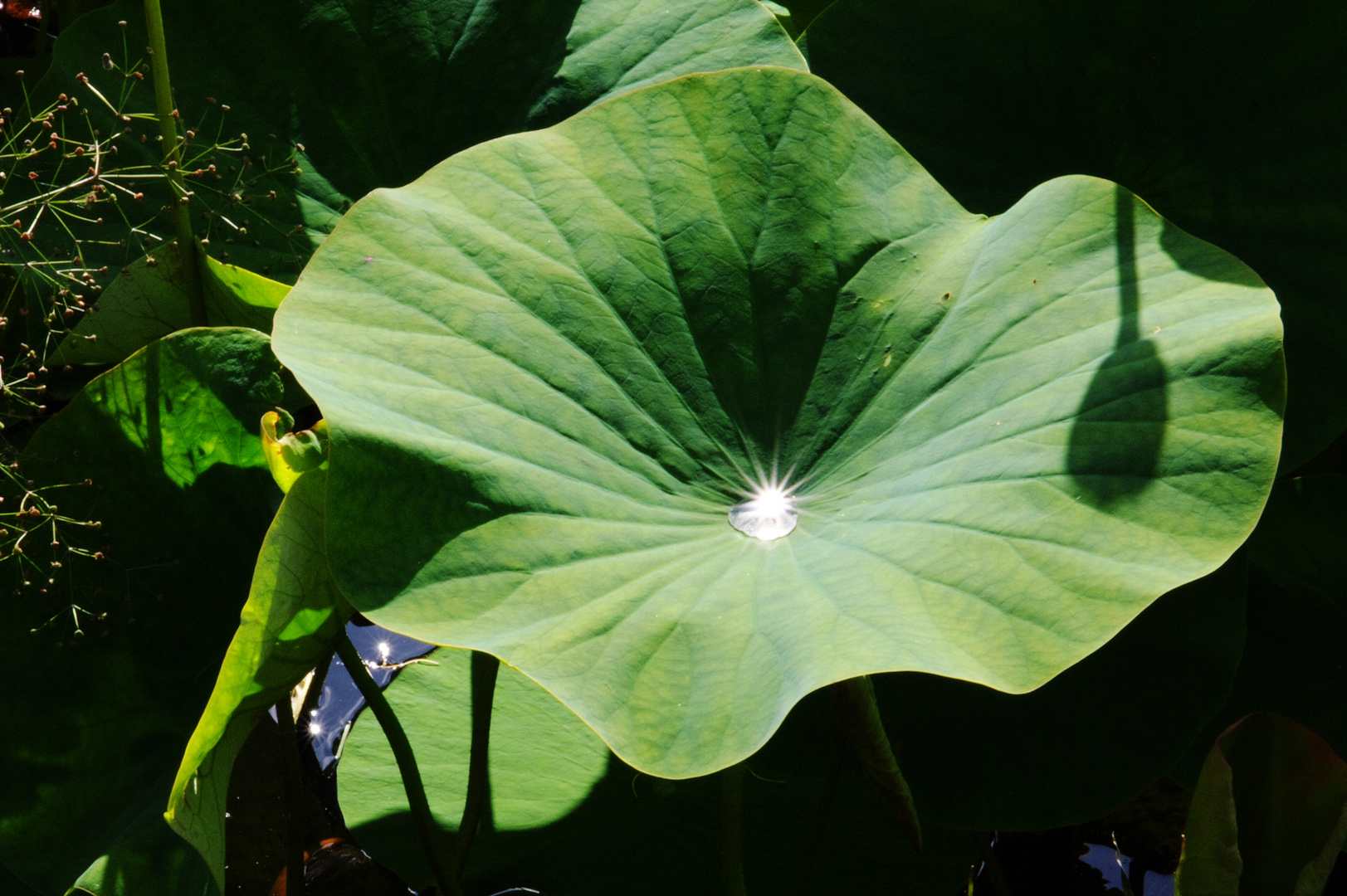 Lotus in Schleswig-Holstein