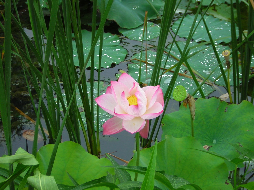 lotus in Summer Resort, Chengde, PRC