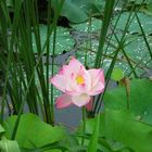 lotus in Summer Resort, Chengde, PRC