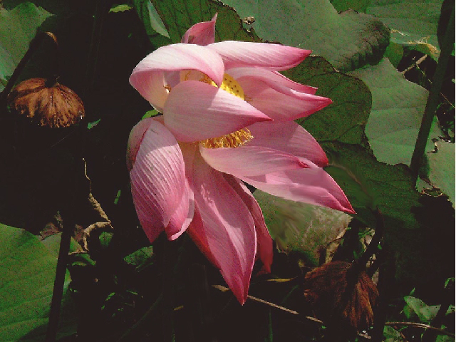 Lotus in Suriname