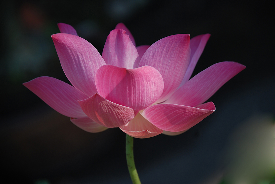 Lotus in the morning.