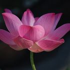 Lotus in the morning.