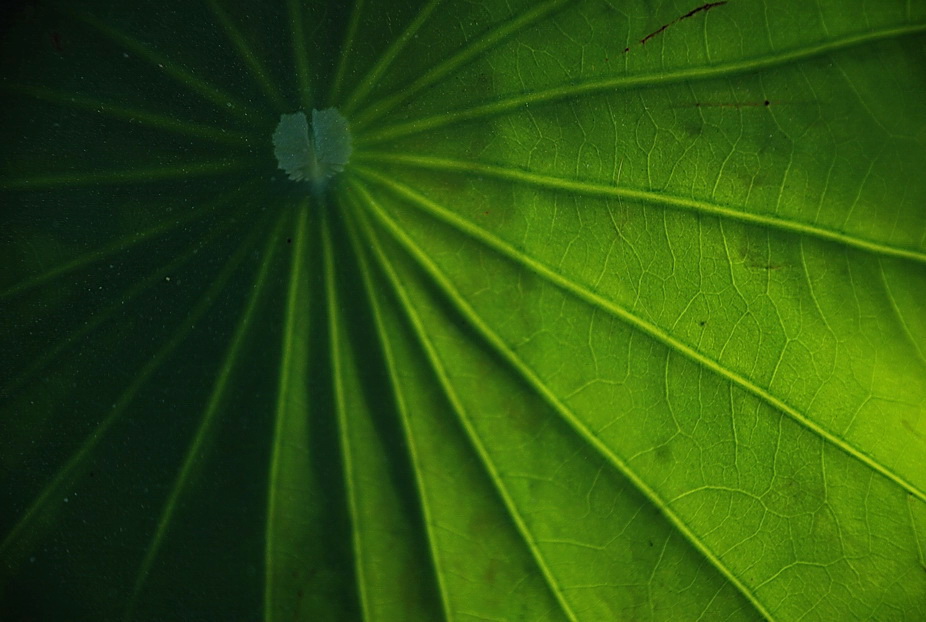 Lotus leaf