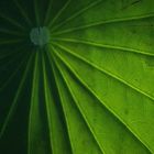 Lotus leaf