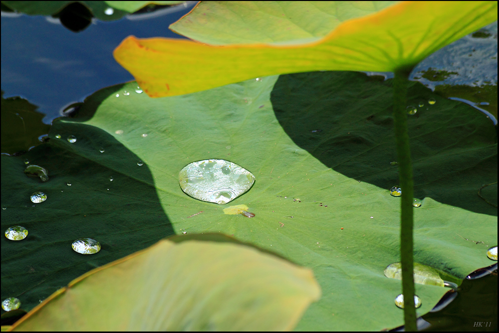 Lotus mit Effekt