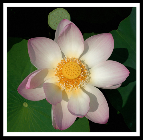 lotus - nelumbo nucifera