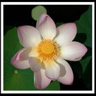 lotus - nelumbo nucifera