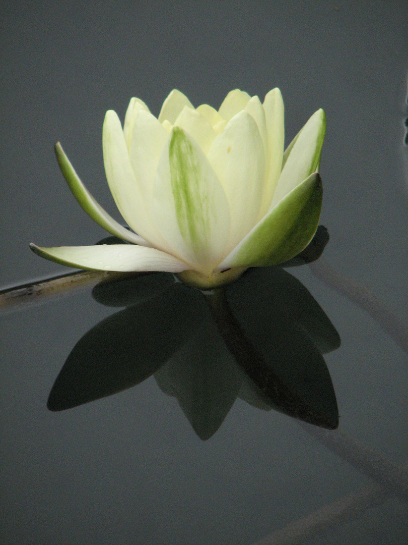 lotus on a mirror