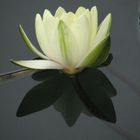 lotus on a mirror