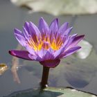 lotus ou nenuphar