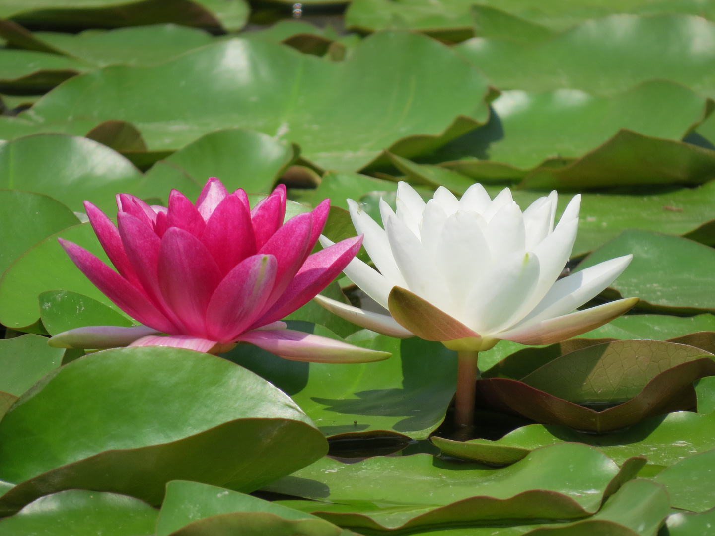 Lotus Pink & White