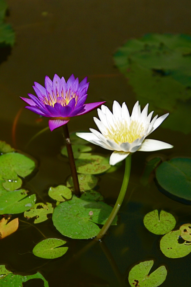 Lotus Pond @ Phuket