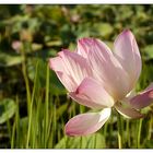 Lotus - Ratanakiri, Kambodscha