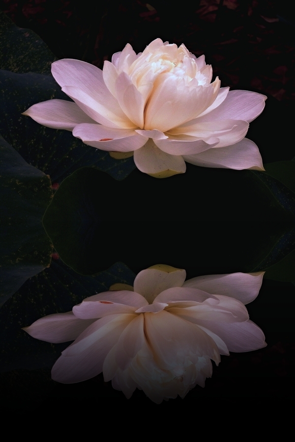 Lotus Reflection