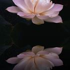 Lotus Reflection