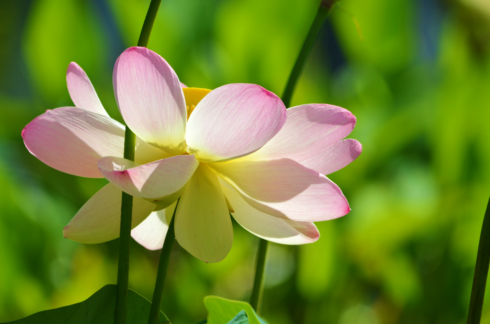 Lotus rosa