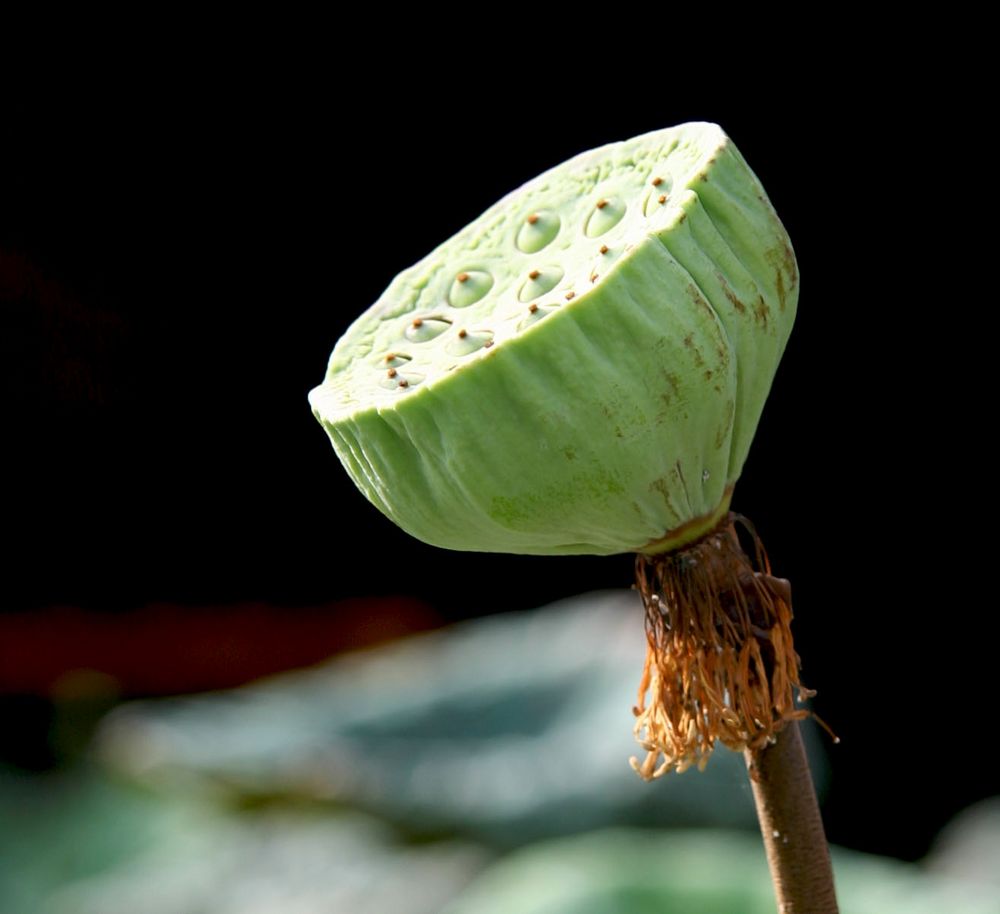Lotus Samenkapsel Foto & Bild natur, pflanzen, lotus Bilder auf