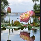 Lotus Schönheit