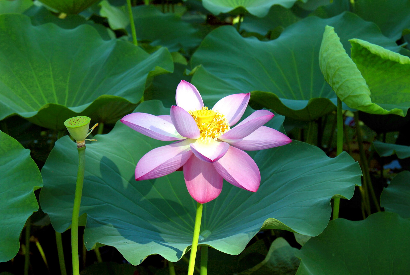 Lotus season4