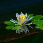Lotus-Spiegel