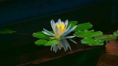 Lotus-Spiegel