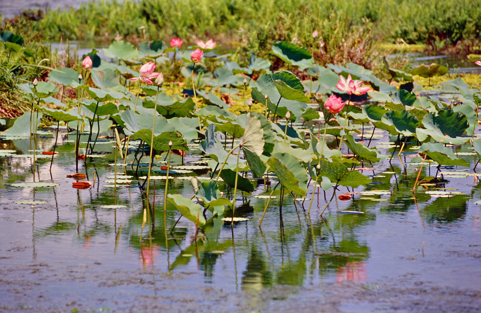 Lotus-Teich