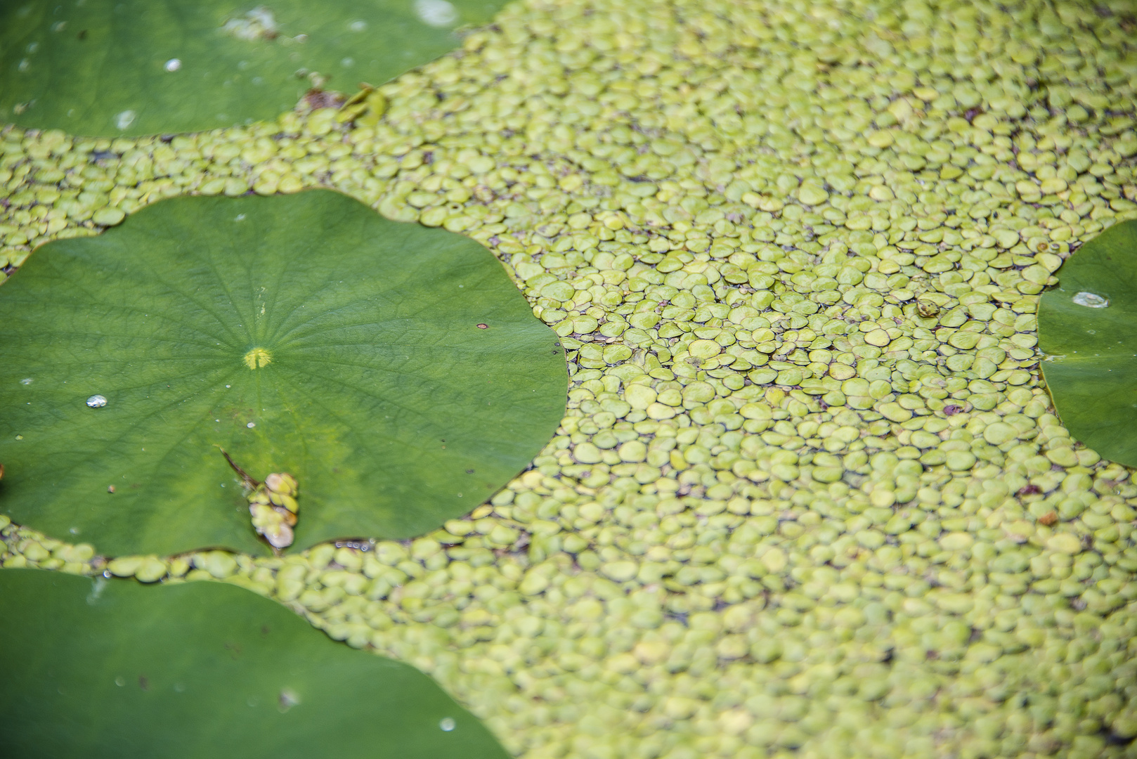 Lotus und Wasserlinsen