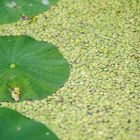 Lotus und Wasserlinsen
